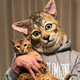 Illustration for article titled Turn Your Cats Face Into A Wearable Mask
